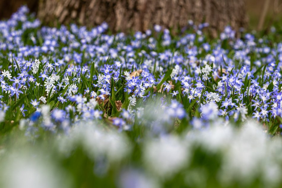 Wiosenny Ogród Botaniczny w Łodzi. Spacer wśród budzącej się do życia przyrody