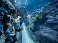 Łódź. Tunel oceaniczny w Orientarium Zoo Łódź