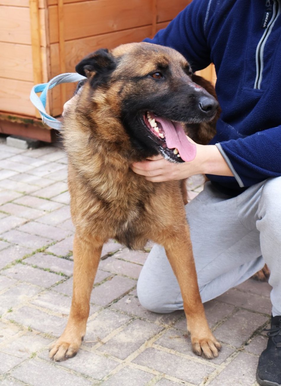 Łódź. Kraty schroniska w Łodzi zamiast choinki