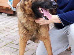 Łódź. Kraty schroniska w Łodzi zamiast choinki