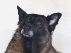 Łódź. Remi ze schroniska w Łodzi przez miesiąc była sama w opuszczonym mieszkaniu. Przygarniesz ją?