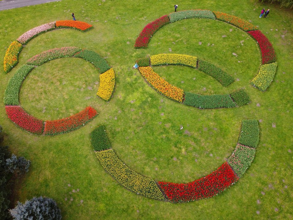 Ogród Botaniczny w Łodzi - tulipany na rabacie w kształcie liczby 600