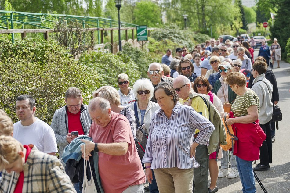 Kwitnące tulipany w Ogrodzie Botanicznym w Łodzi