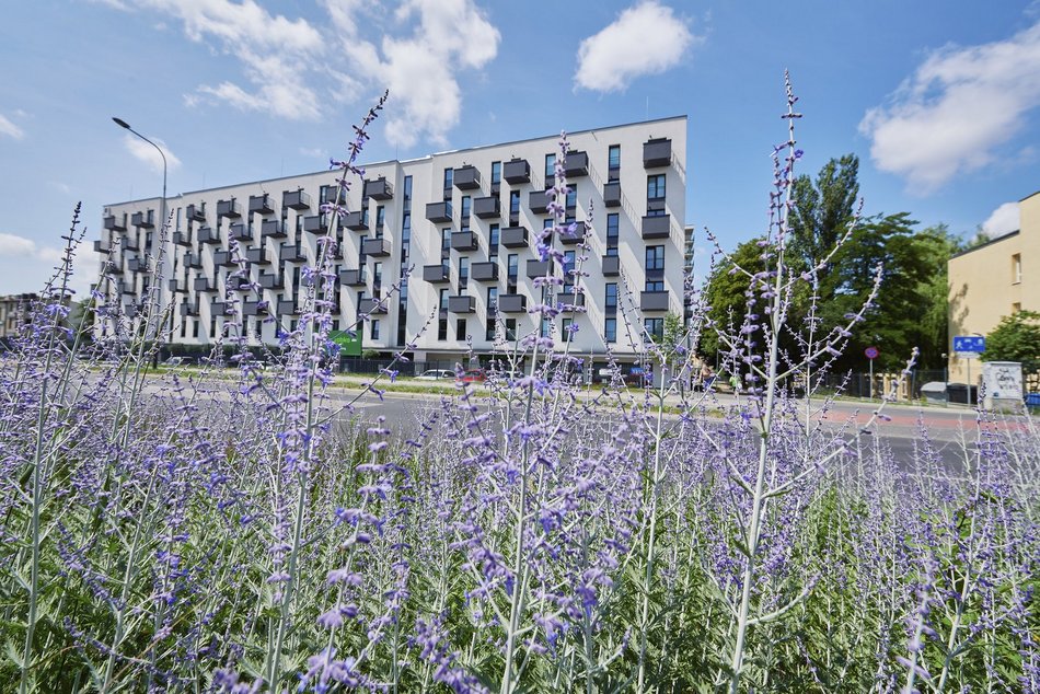 Kwiatowa łąka na ul. Kopcińskiego w Łodzi