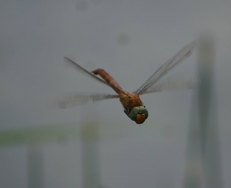 Łódź. Życie pod taflą wody. Niezwykły świat bezkręgowców w łódzkich rzekach