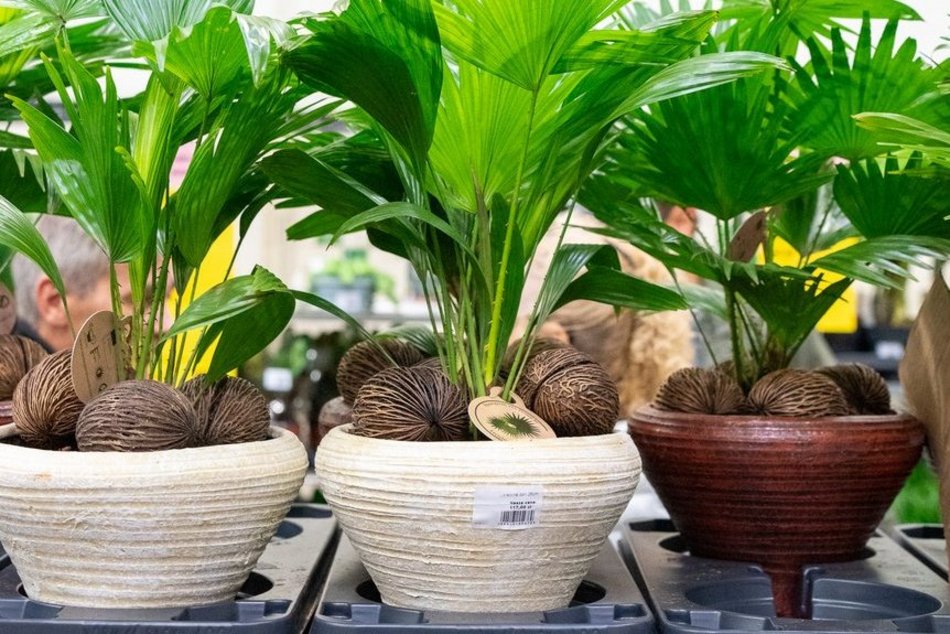 Festiwal Roślin w EC1 Łódź