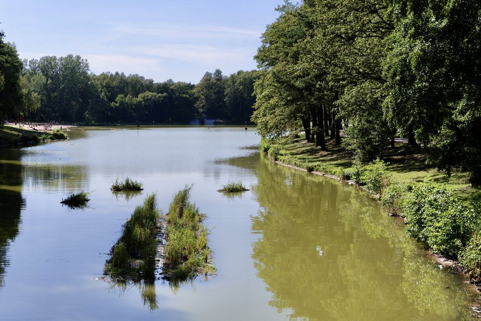 Łódź. Trzy wyspy na stawie w Arturówku w Łodzi. Oczyszczą wodę i pomogą zwierzętom!