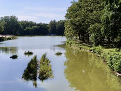Łódź. Trzy wyspy na stawie w Arturówku w Łodzi. Oczyszczą wodę i pomogą zwierzętom!