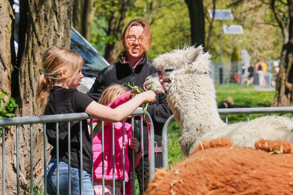 Majówka w Parku na Młynku w Łodzi! Tak było na pikniku, dmuchańcach i z alpakami!