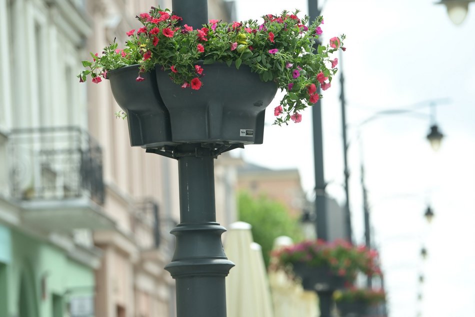 Łódź. Piotrkowska w pełnym rozkwicie! Tysiące kwiatów zdobią centrum Łodzi