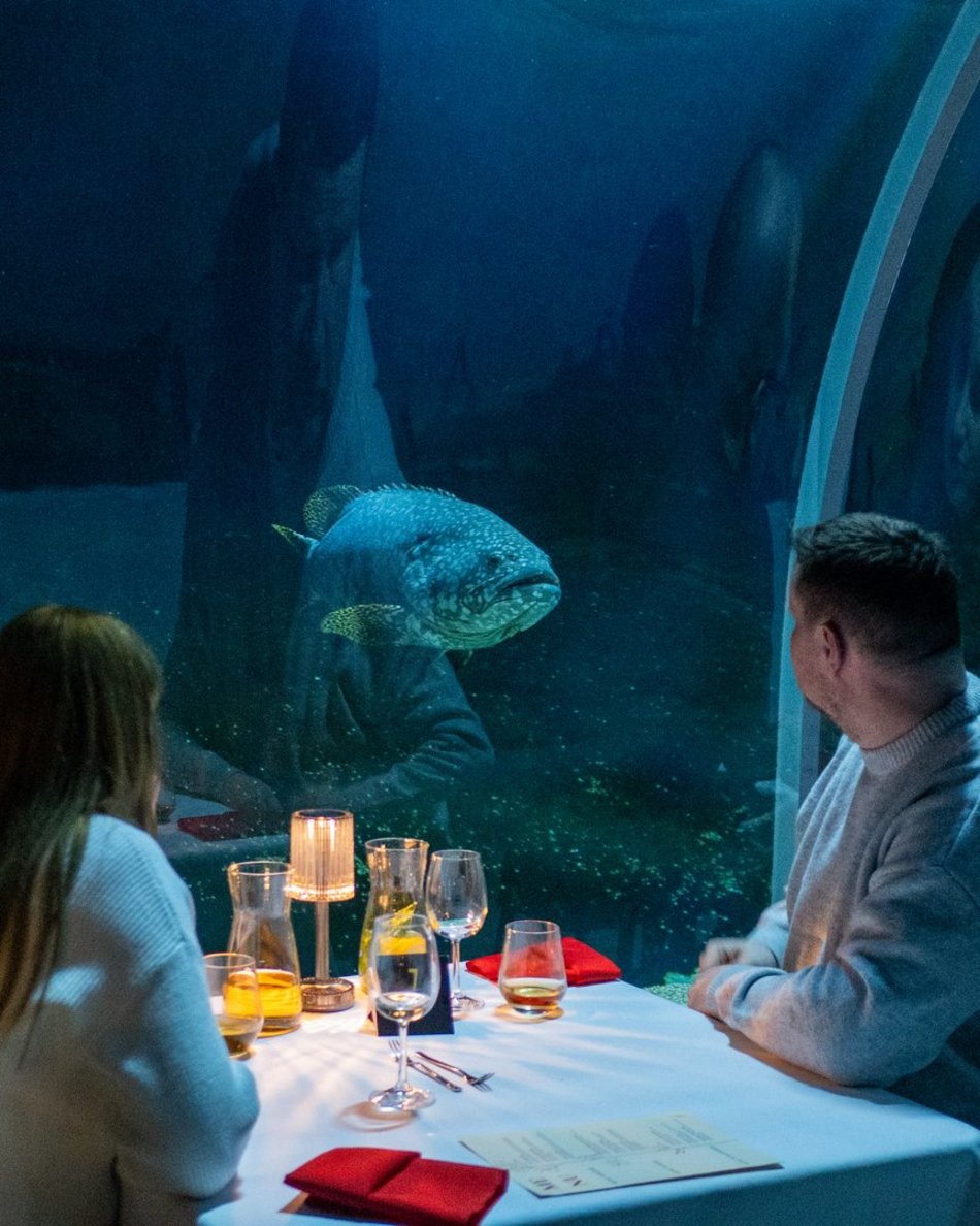 Łódź. Walentynki w Orientarium Zoo Łódź. Przysmaki, koncert na harfie i... zaręczyny