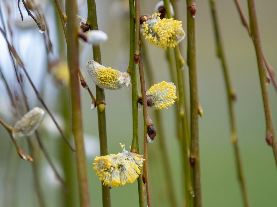 Ogród Botaniczny w Łodzi