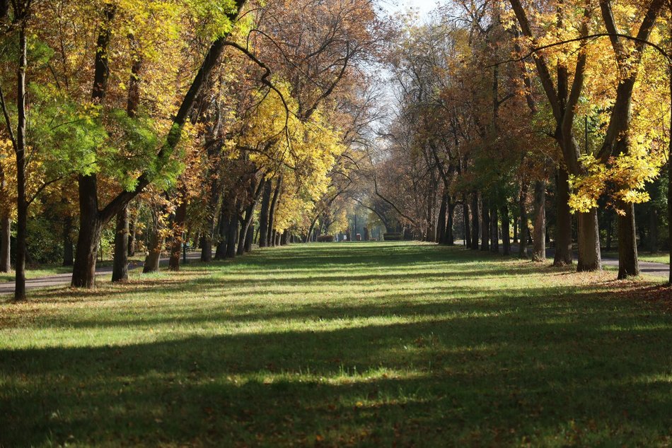 Złota polska jesień w parku na Zdrowiu