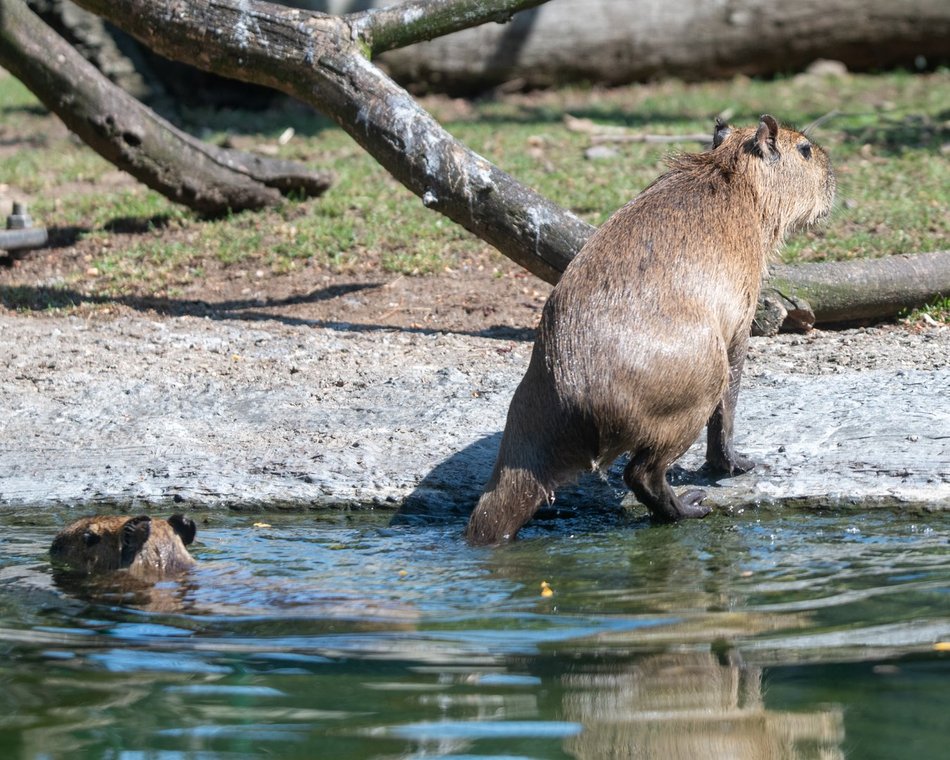 Dzień Kapibary w Orientarium Zoo Łódź
