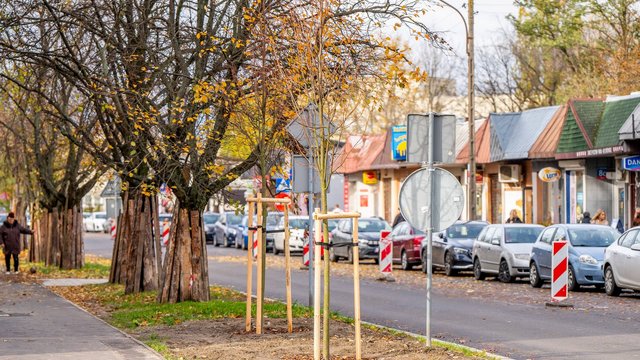 Nowe drzewa przy Ciołkowskiego w Łodzi. Oczyszczą powietrze i upiększą okolicę [ZDJĘCIA]