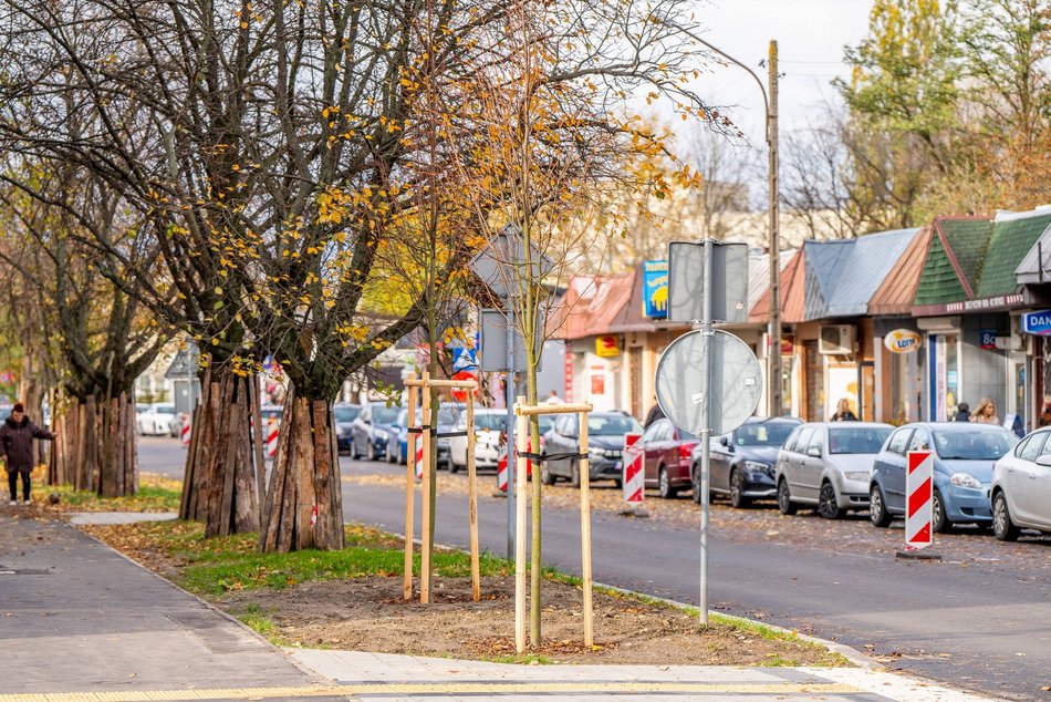 Łódź. Nowe drzewa przy Ciołkowskiego w Łodzi. Oczyszczą powietrze i upiększą okolicę