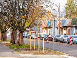 Łódź. Nowe drzewa przy Ciołkowskiego w Łodzi. Oczyszczą powietrze i upiększą okolicę