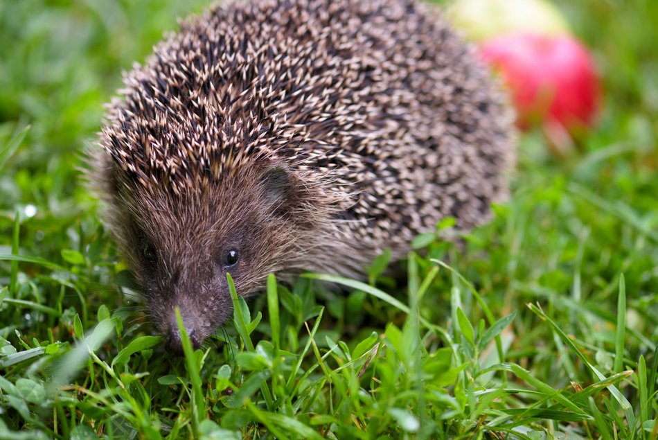 Łódź. Jeże w Łodzi budzą się z zimowego snu. Sprawdź, jak możesz im pomóc! 
