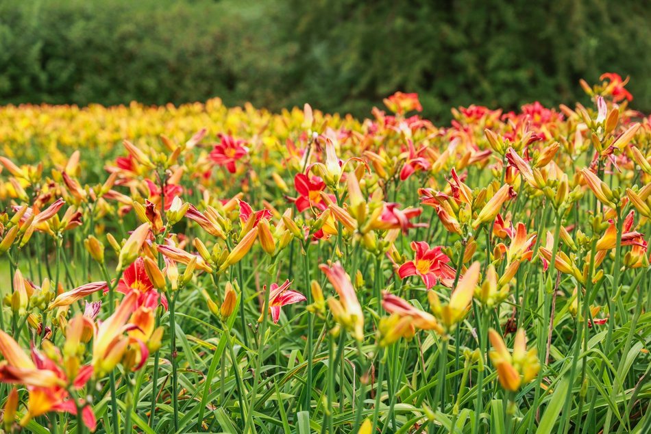 Łódź. Liliowce zachwycają w Ogrodzie Botanicznym w Łodzi. Widok zapierający dech!