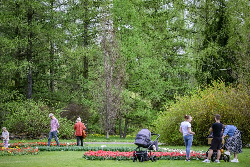 Morze tulipanów w Ogrodzie Botanicznym w Łodzi. Nie możesz tego przegapić
