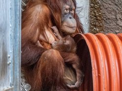 Łódź. Orangutan sumatrzański urodził się w Orientarium Zoo Łódź. To sukces na skalę światową!