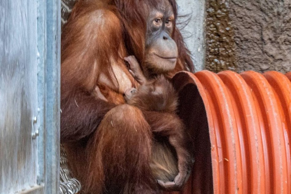 Łódź. Orangutan sumatrzański urodził się w Orientarium Zoo Łódź. To sukces na skalę światową!