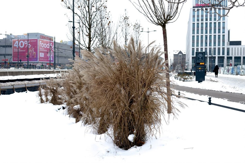Łódź. A co to za chochoły? Zimowe wiązanie traw ozdobnych w Łodzi jest potrzebne
