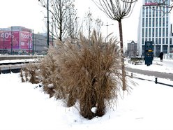Łódź. A co to za chochoły? Zimowe wiązanie traw ozdobnych w Łodzi jest potrzebne