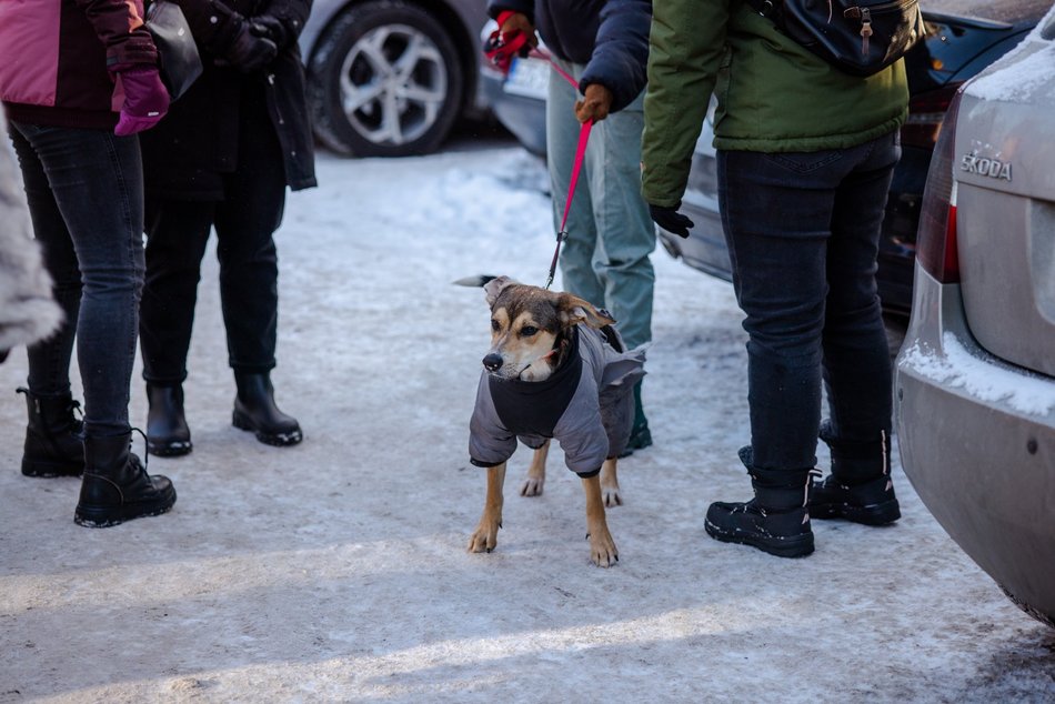 Łódź. Psy ze schroniska w Łodzi na spacerze