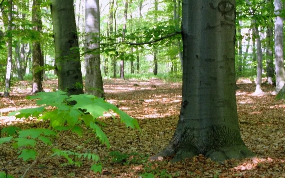 Łódź. Zielono mi… Lasy w Łodzi polecają się na wiosenny odpoczynek