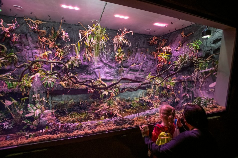 Łódź. Gdzie w Łodzi znaleźć zieleń zimą? Nasze propozycje atrakcji w ogrzewanych wnętrzach