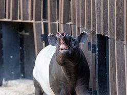 Nowy tapir w Orientarium Zoo Łódź