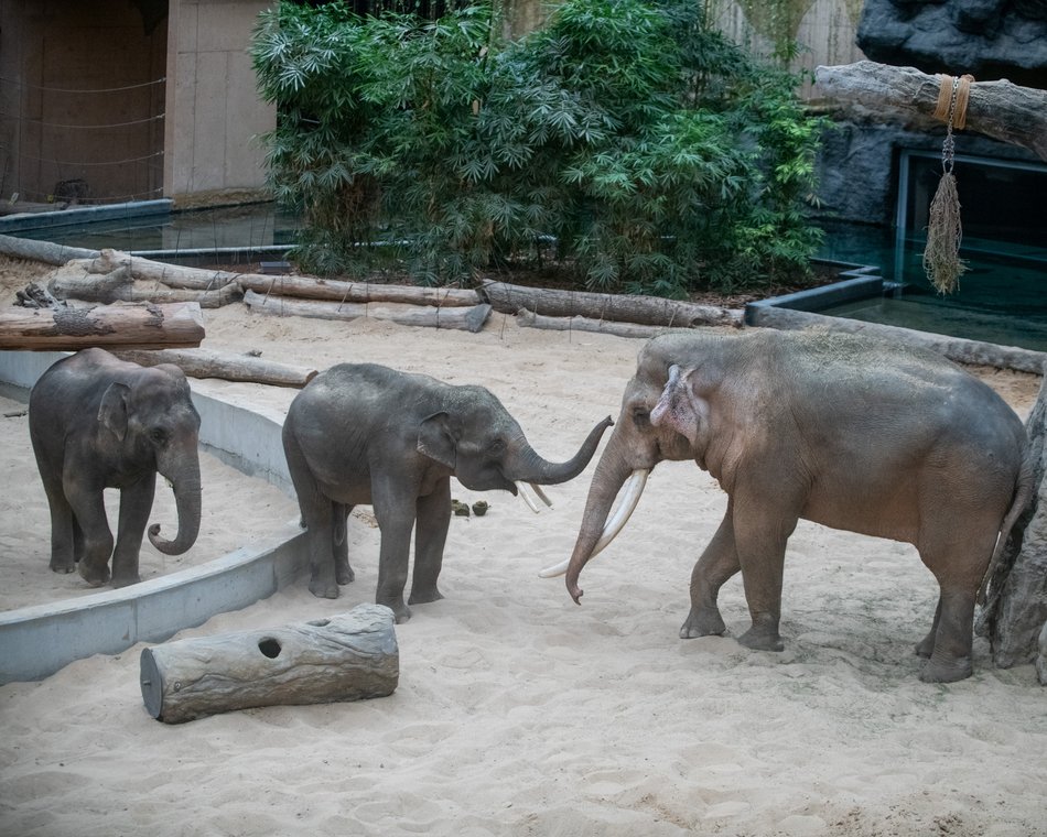 Do trzech słoni mieszkających w Orientarium Zoo Łódź wkrótce dołączy czwarty kolega
