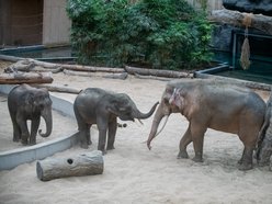 Do trzech słoni mieszkających w Orientarium Zoo Łódź wkrótce dołączy czwarty kolega