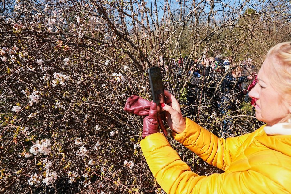 Łódź. W Ogrodzie Botanicznym wiosna w pełni! Przebiśniegi i krokusy zachwycają
