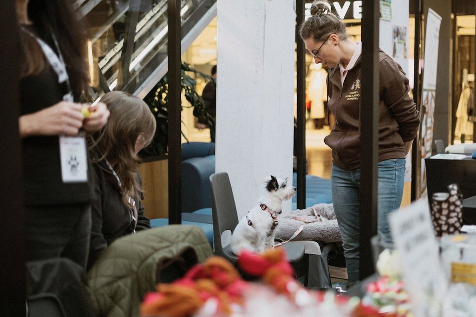 Łódź. Psi Targ w Manufakturze