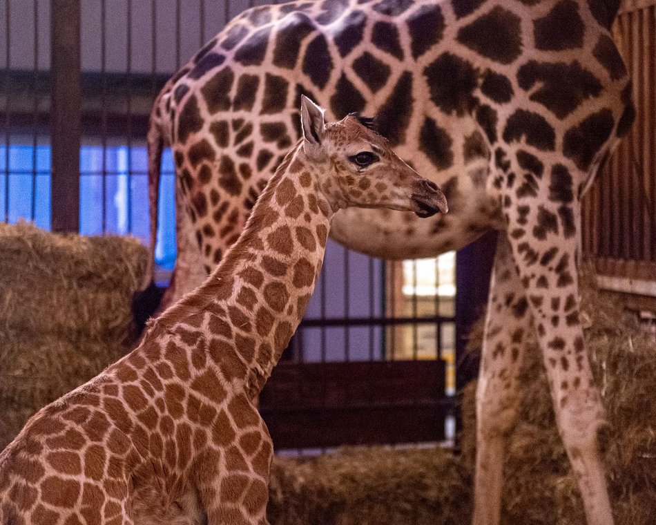 Domino z Orientarium Zoo Łódź ma już rok!