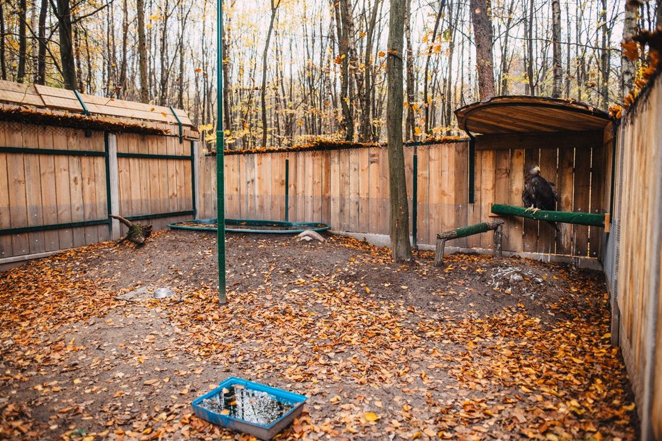 Międzynarodowy Dzień Jeża. Jak pomóc temu małemu ssakowi przetrwać zimę?