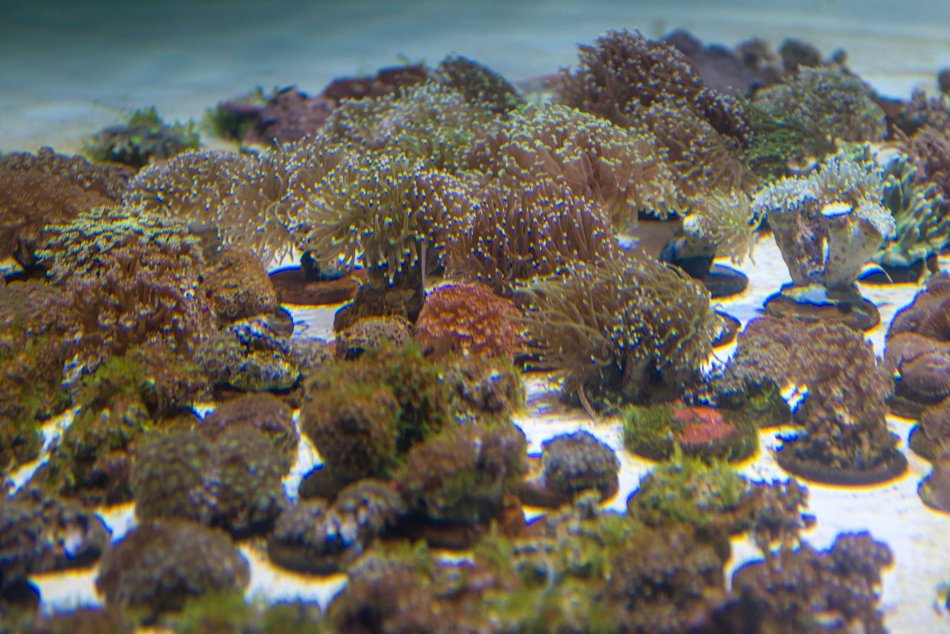 Łódź. Największy przemyt w historii udaremniony! Niemal 1000 koralowców uratowanych przez Orientarium