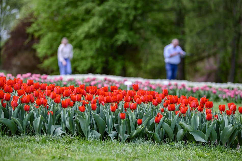 Morze tulipanów w Ogrodzie Botanicznym w Łodzi. Nie możesz tego przegapić
