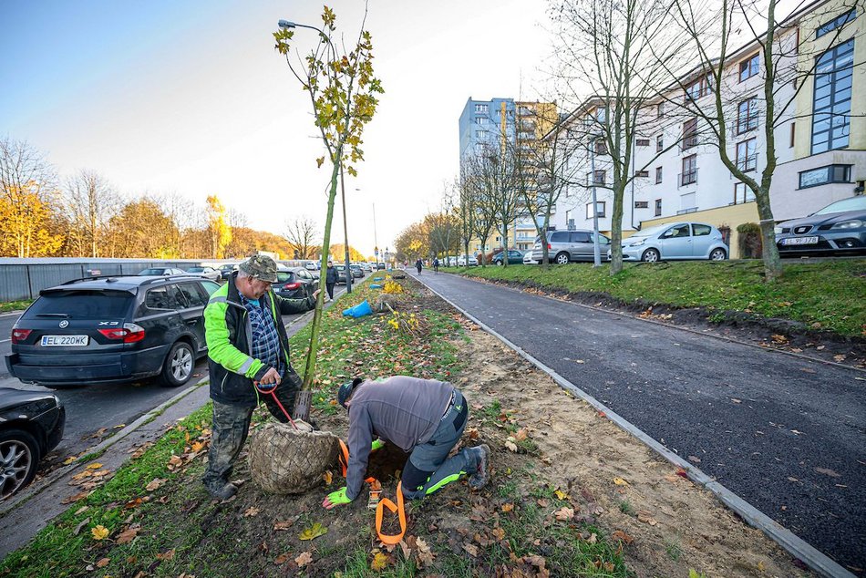 Łódź. Niemal 100 nowych drzew na Retkini w Łodzi. Już cieszą oczy mieszkańców
