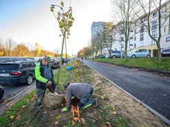 Łódź. Niemal 100 nowych drzew na Retkini w Łodzi. Już cieszą oczy mieszkańców
