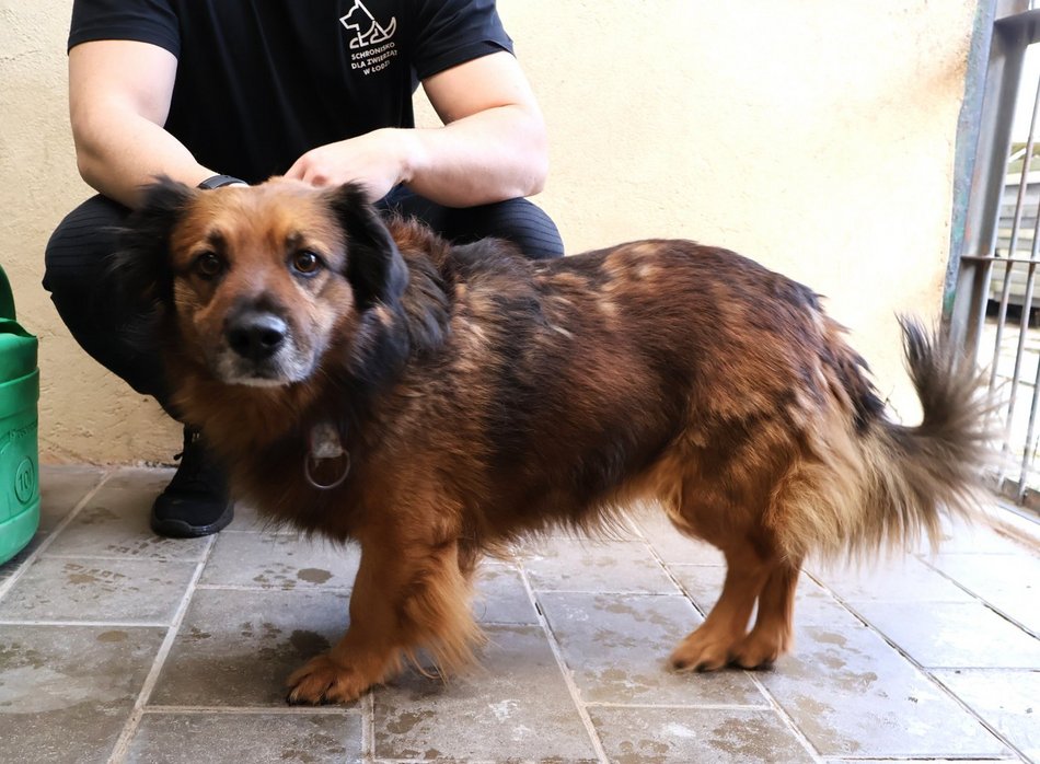 Łódź. Kraty schroniska w Łodzi zamiast choinki