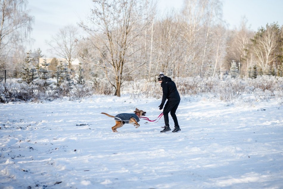 Łódź. Psy ze schroniska w Łodzi na spacerze