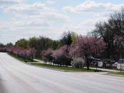 Aleja Jana Pawła tonie w kwiatach. Drzewa przy arterii kwitną na całego!