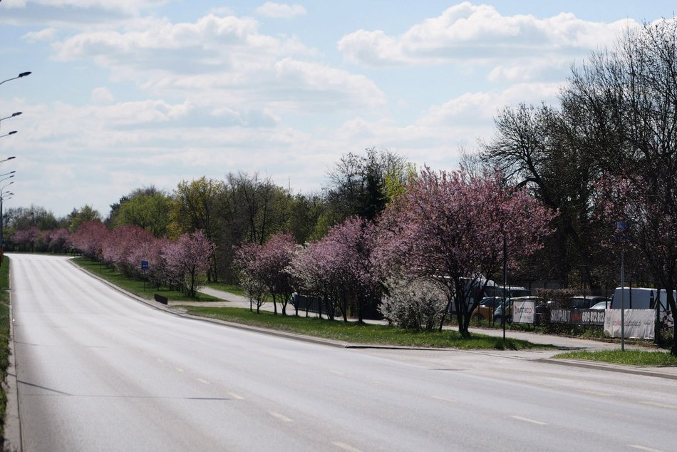 Aleja Jana Pawła tonie w kwiatach. Drzewa przy arterii kwitną na całego!