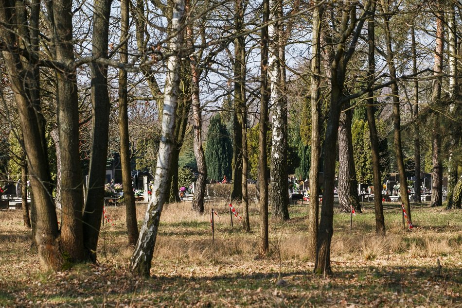 Las Pamięci na cmentarzu Szczecińska