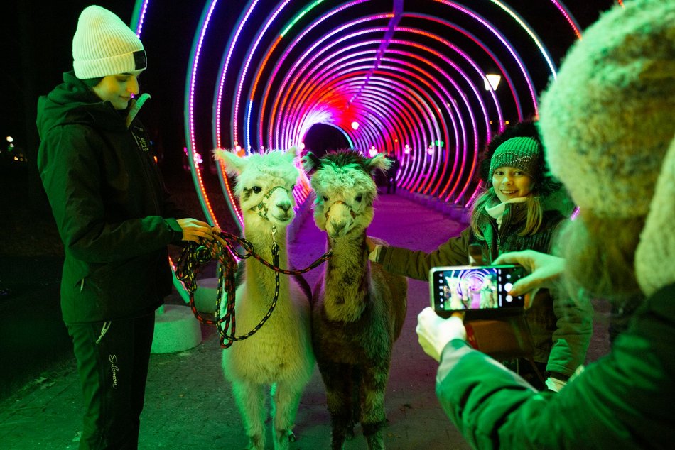 park miliona swiatel, alpaki