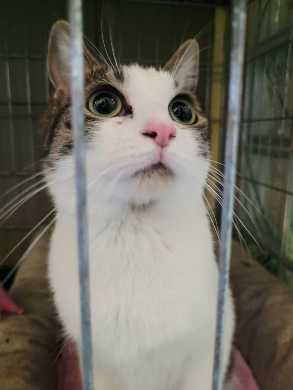 zwierzę ze schroniska