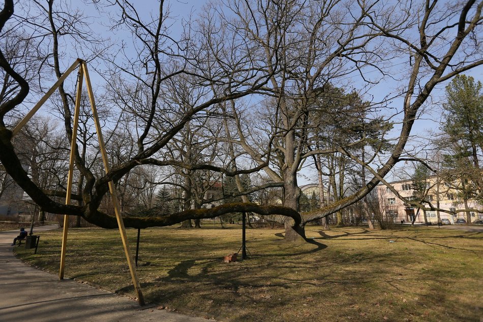 Дуб Фабрикант з Лодзі – Європейське Дерево Року